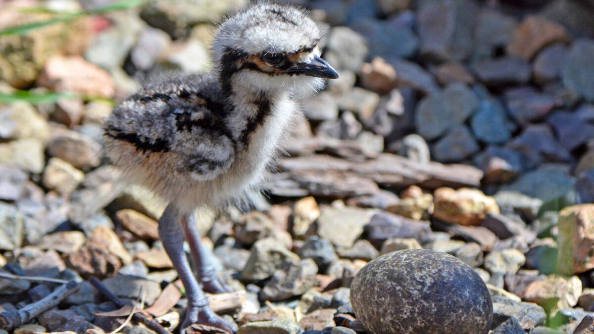 EDUCATING: A newborn bush stone curlew is On the Perch aviary in Kalaru's new addition to the family.