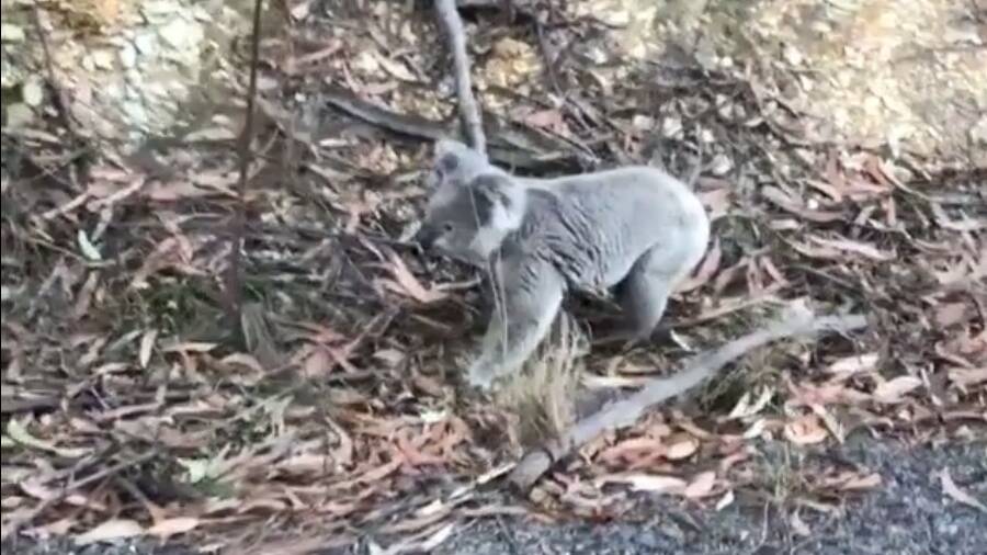 Tathra's Michael Clarke captured footage of a koala near Murrah in 2017. Picture: Michael Clarke