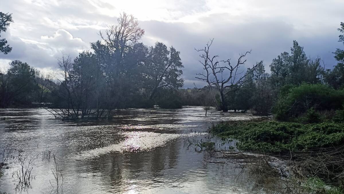 WET WEEKEND: The Bega River was high and running strongly on Sunday afternoon, but not at flood levels. 