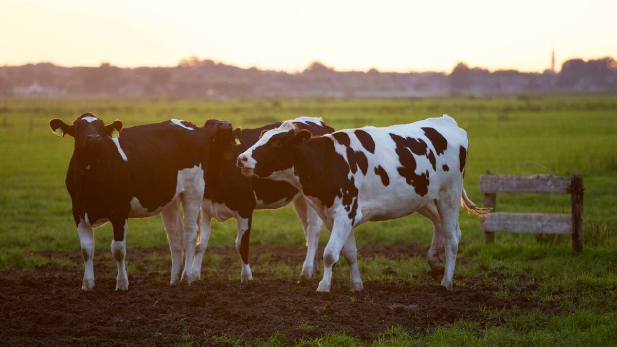 Farm cash income to increase for NSW dairy farmers