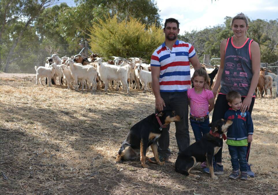 Clint, Chloe, Brooke and Jack Riley with their dogs and feral goats mustered and ready to be transported to Wodonga Abbatoir.