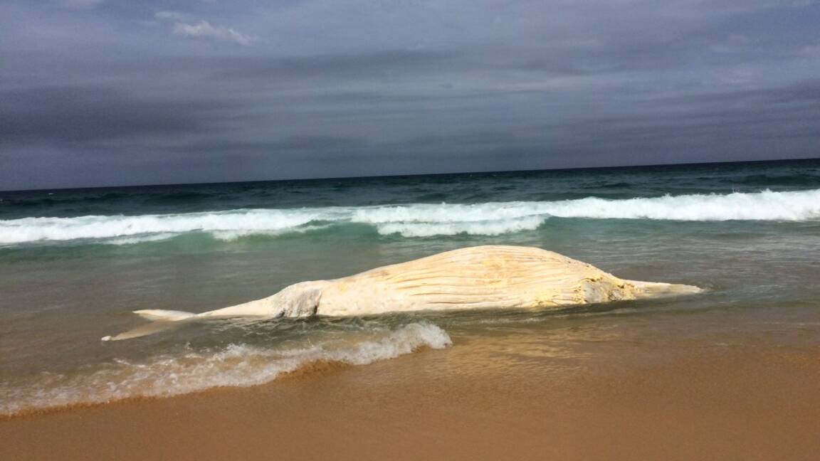 Dead whale washed up at Tilba Beach south of Mystery Bay on Friday.