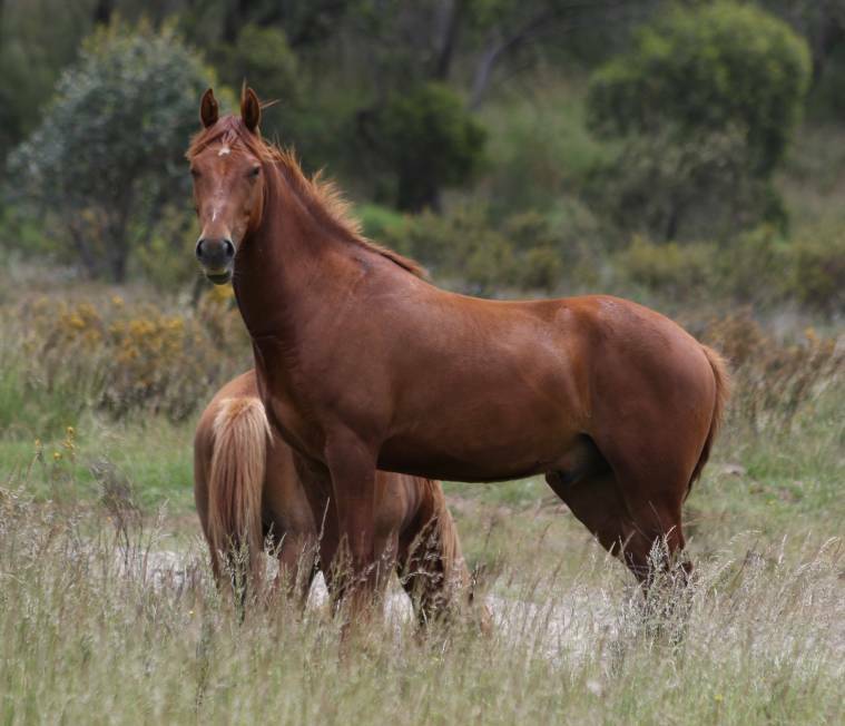 Wild brumbies in the Kosciuszko National Park. Photo The Land