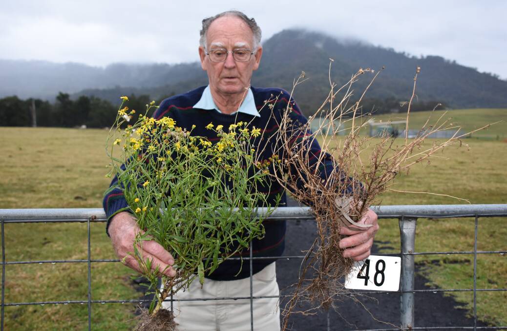 Robert Cochrane with dead and live fireweed. Photos by Robert Crawford, South Coast Register.