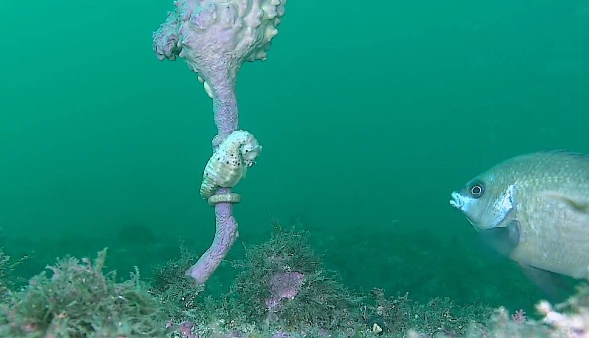 CHANCE ENCOUNTER: A pot-bellied seahorse holding on to a sea tulip meets a white ear fish in Twofold Bay. Image supplied