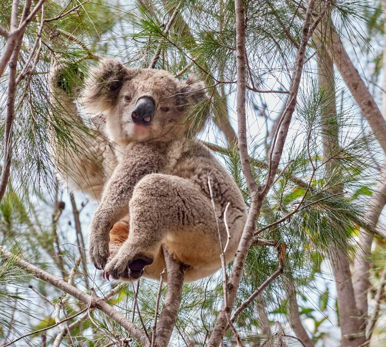 THREATENED: Koalas are forecast to be extinct in New South Wales before 2050 unless action is taken. This koala was photographed on private land at Tanja on the Far South Coast. Photo: David Gallan