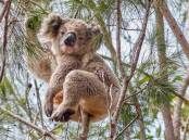 THREATENED: Koalas are forecast to be extinct in New South Wales before 2050 unless action is taken. This koala was photographed on private land at Tanja on the Far South Coast. Photo: David Gallan