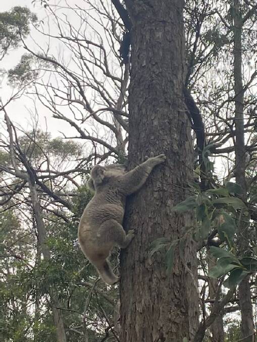 A koala spotted near Mumbulla Mountain. Photo: Josie O'Connell
