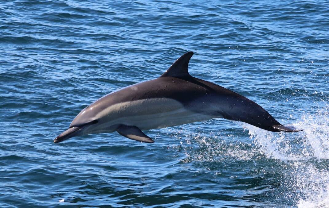 MAKING A SPLASH: Dolphins are playful, highly social and intelligent. Photo: Cat Balou Cruises.