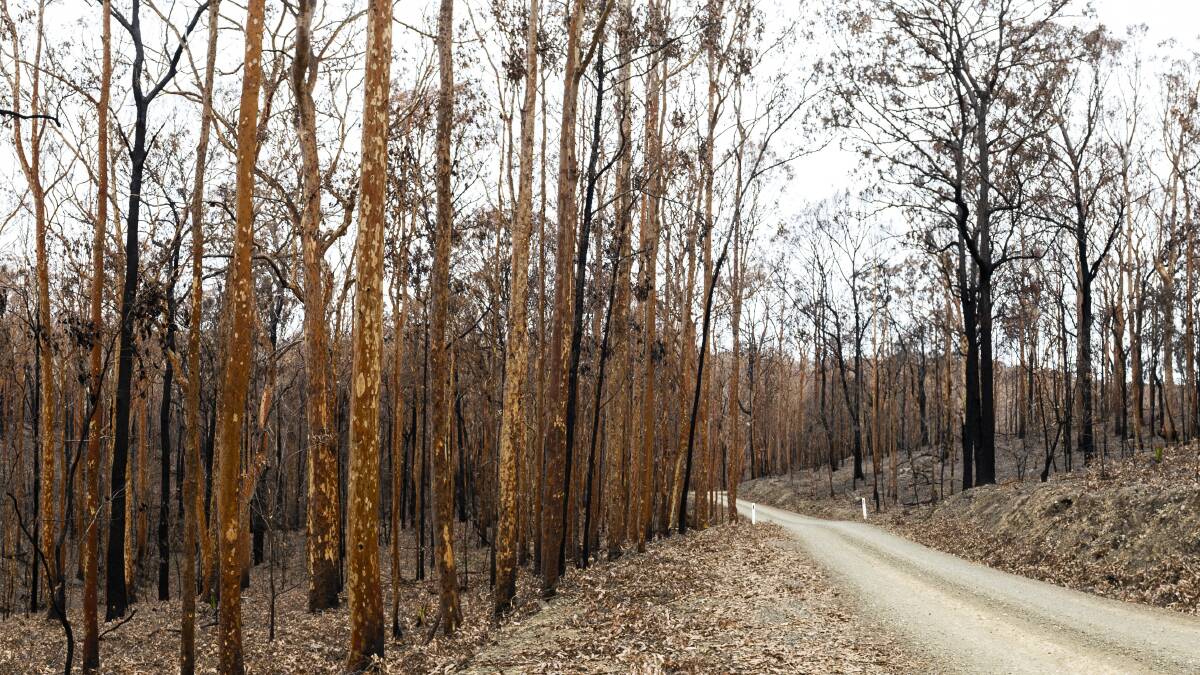 Eurobodalla Shire homeowners seeking to rebuild after the bushfires may soon have relief from costly biodiversity charges, if talks between the shire and the state government succeed. Picture: Dion Georgopoulos
