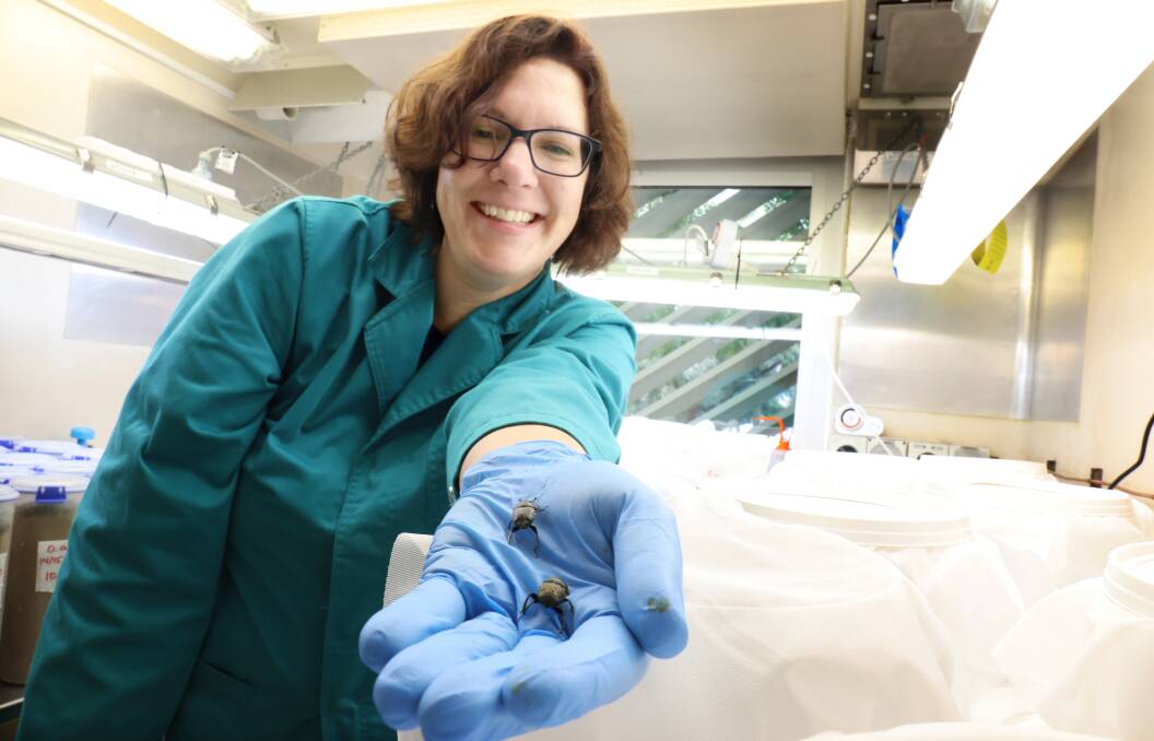 CSIRO entomologist Dr Valerie Caron in quarantine at CSIRO Black Mountain with some of the 1000 plus dung beetles that have been imported from overseas to help protect biodiversity. Picture: James Croucher