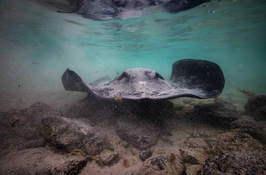 A ray at Bendalong on the NSW South Coast. 