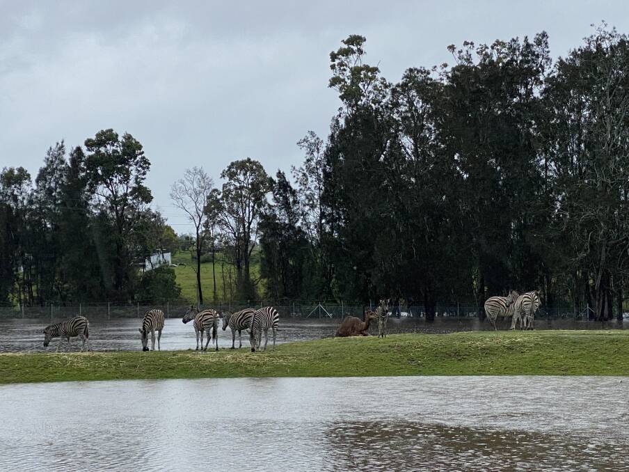 SAFE: Zebras and camels take refuge on higher ground. Picture: Chad Staples