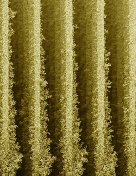 Close-up of the bacterial grid. The framework harvests waste electrons from photosynthesising cyanobacteria. Credit: Gabriella Bocchetti