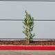 There are several reasons trees are often staked on planting. Picture: Shutterstock.