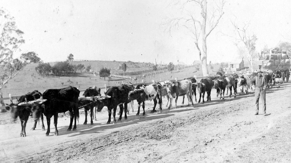 Slow going: Charles Wiles first took a load of wool from Ashton Station, Bombala, down the Big Jack Mountain to Eden by bullock team.