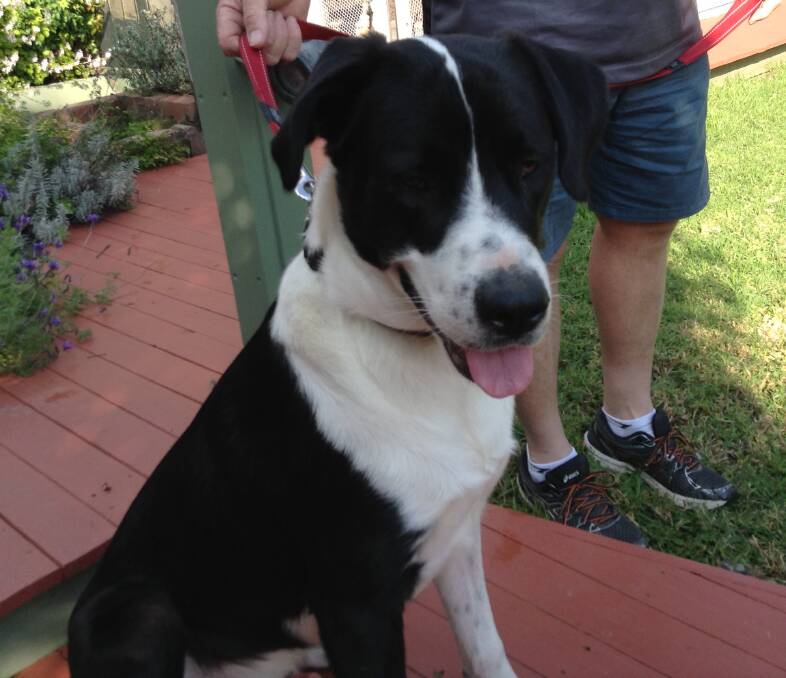 Friendly face: Flash is a one-year-old male border collie x looking for a home.