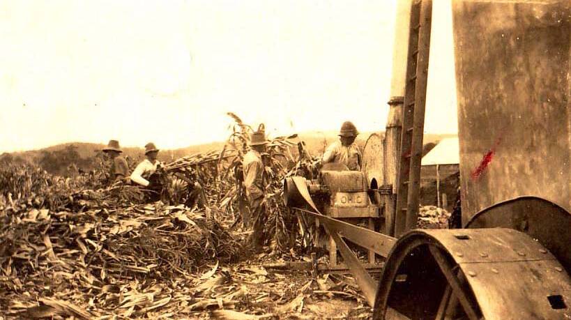 Hard job: Men working in the cornfields in the Bega Valley. According to Len Spindler it was tough work and awfully cold in mid-winter.