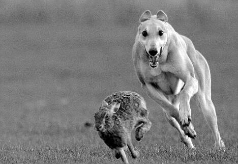 Times have changed:  Hare chasing was one of Len Spindler's favourites sports growing up  in the 1900s when dog racing used live hares. 
