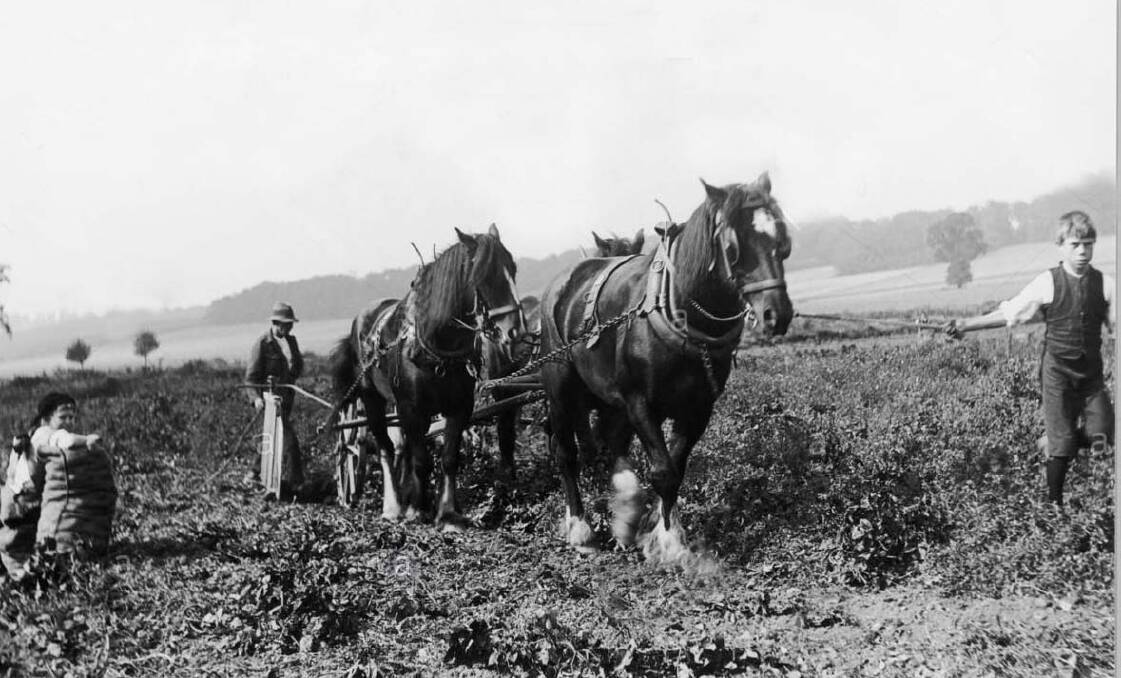 Working on the farm: Ploughing was one of the farming skills Harold was keen to learn in his new job.