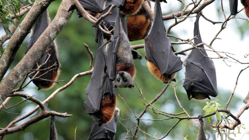 Grey-headed flying foxes