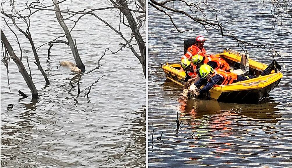 FRNSW and SES crews worked together to rescue the sheep from a fork in the tree in Yass River, found to be in good condition, although fatigued. Photos supplied