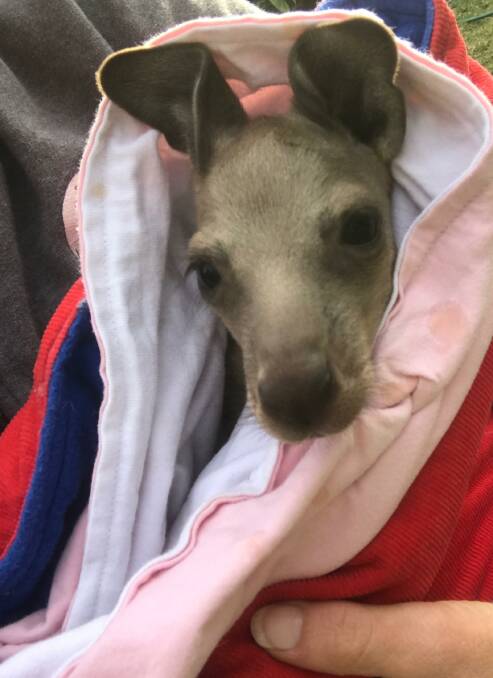 Penny, an Eastern Grey joey was rescued on Mount Agony Road, East Lynne, in 2018. Picture: WIRES