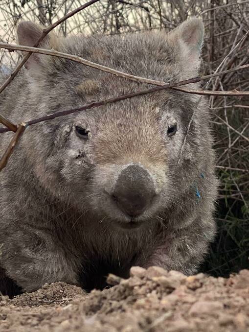 Wombats with mange usually die from secondary infections, starvation, or from wandering onto the road. Photo: Supplied. 