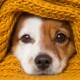 Make sure you and your dog stay warm and cosy these wild winter nights with the PetSafe Pet Loo. Picture: Shutterstock