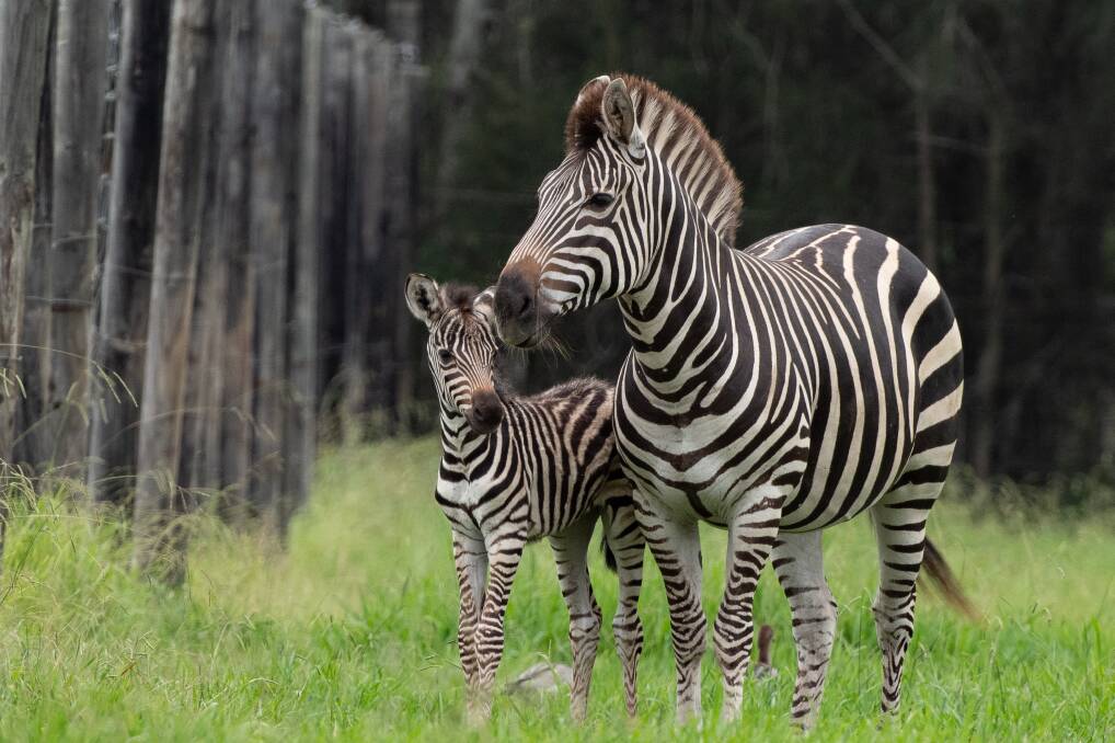 NEW ADDITION: Zebra Mabulu pictured with her new foal at Mogo Zoo. The foal is Mabulu's first.