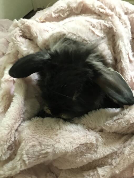 Snug as a bug(s bunny) in a rug.