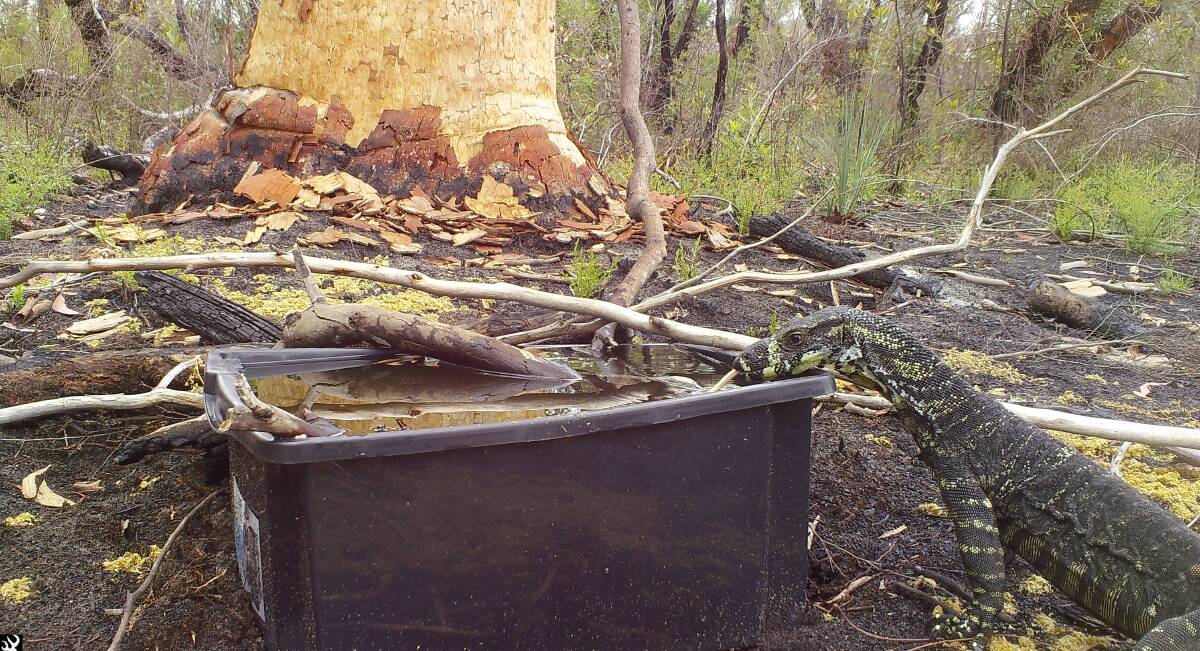 A lace monitor caught drinking at a watering station by a motion activated camera. Picture MidCoast Council.