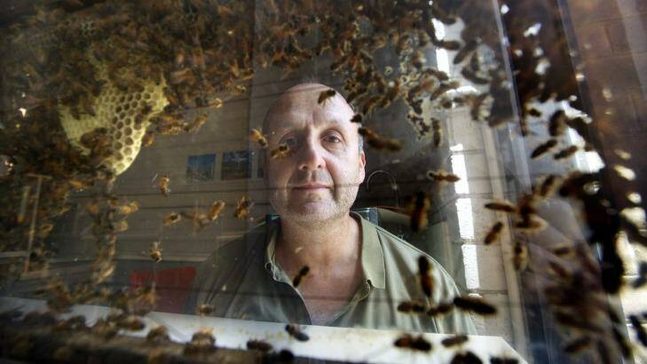 Adrian Dyer examines honeybees at Melbourne University.  Photo: Simon O'Dwyer