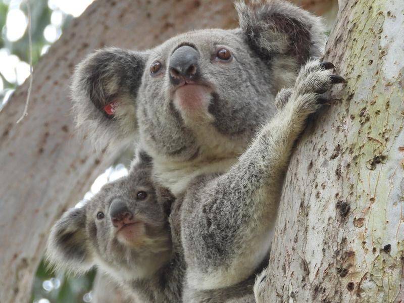 A koala joey has been rescued and reunited with his mother after falling from a tree.