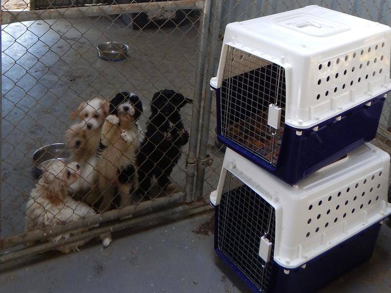 It's raining cats and dogs at SA RSPCA shelter | Bega District News | Bega,  NSW