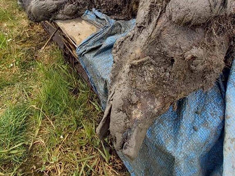 A carcass of an Ice Age cave bear was found on Bolshoy Lyakhovsky Island, Russian scientists say.