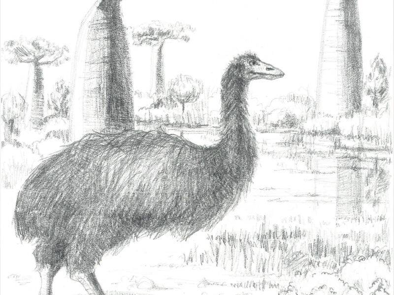 An artist's impression of Vorombe titan from Madagascar, awarded the title of world's largest bird.