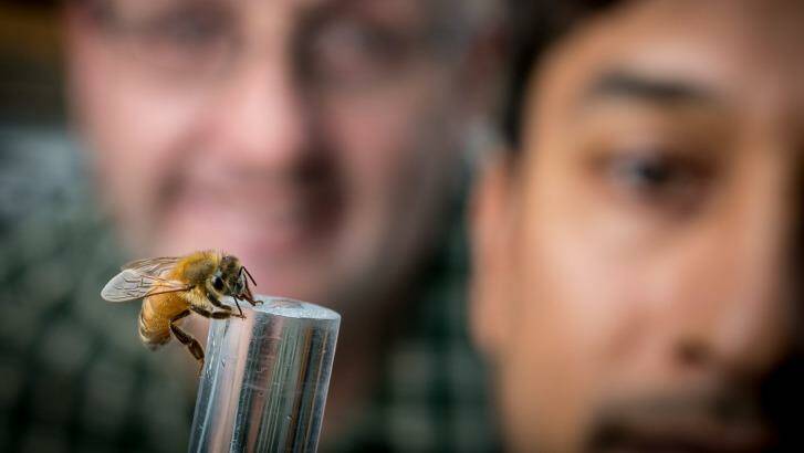 Researchers Adrian Dyer (left) with Mani Shrestha with a bee enjoying some sugar.  Photo: Eddie Jim