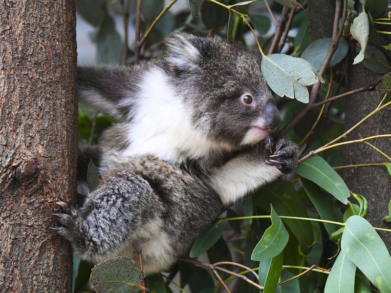 The Forestry Corporation of NSW was fined for damaging koala habitat on the state's north coast.