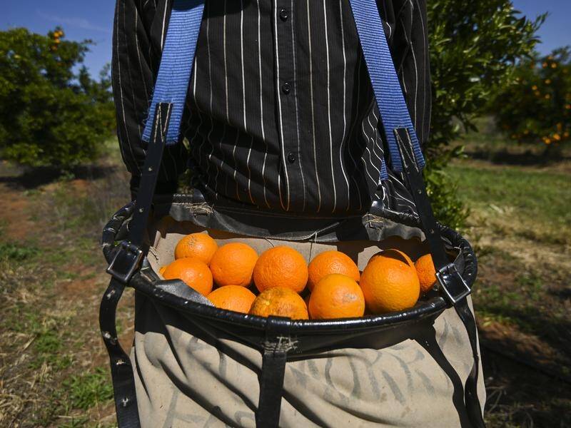 The Australian Workers' Union is calling for fruit pickers to be paid the minimum wage.
