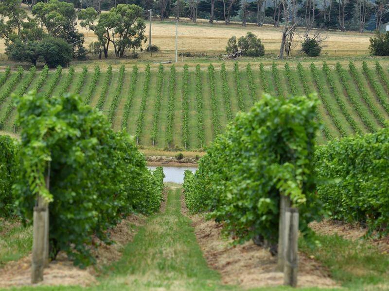 A wine company in NSW's Wentworth region stole just under 365 million litres of water to make wine. (Joel Carrett/AAP PHOTOS)