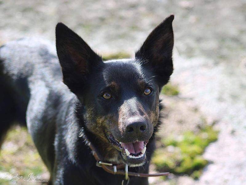 Pet kelpie Ezra has been stabbed to death in the front yard of a regional Victorian home.