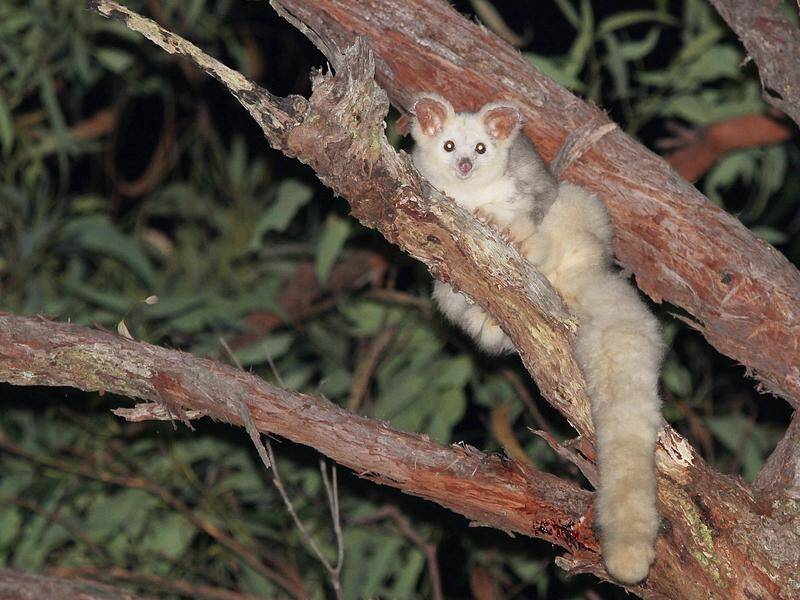 Greater glider numbers in the Blue Mountains have been badly hit by fire, drought and heatwaves.