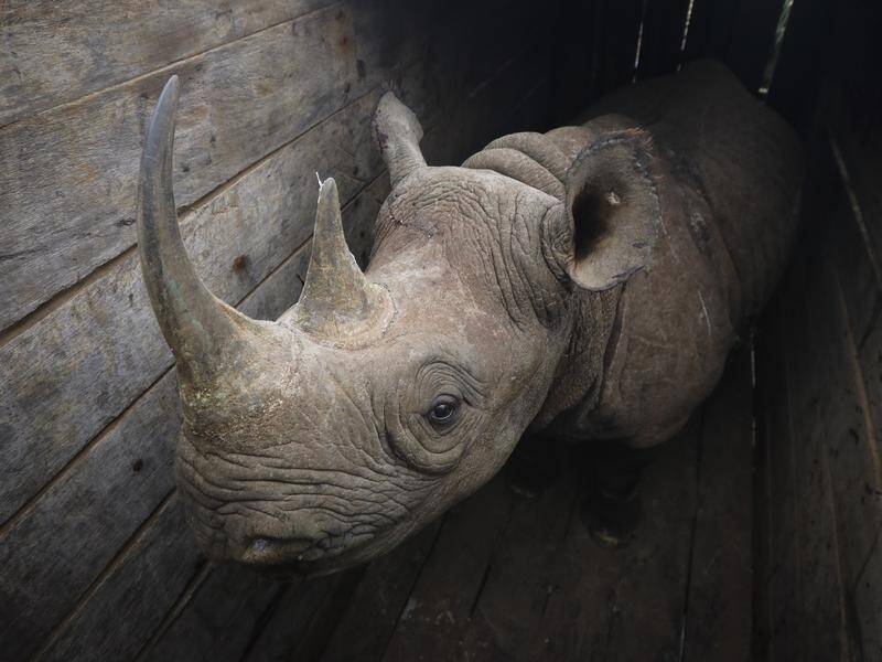 A black rhino in a crate during a translocation in Kenya which led to the deaths of eight rhinos.