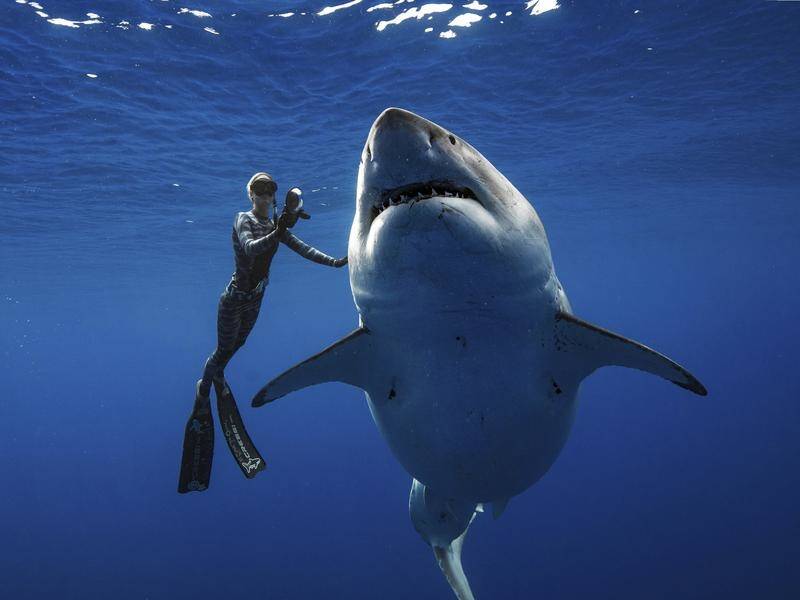 The enormous white shark known as Deep Blue even has its own Twitter account.