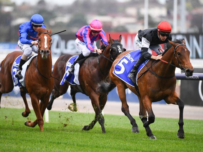 Mildred (r) will take her place in the Chairman's Stakes as a possible lead-up to the Blue Diamond.