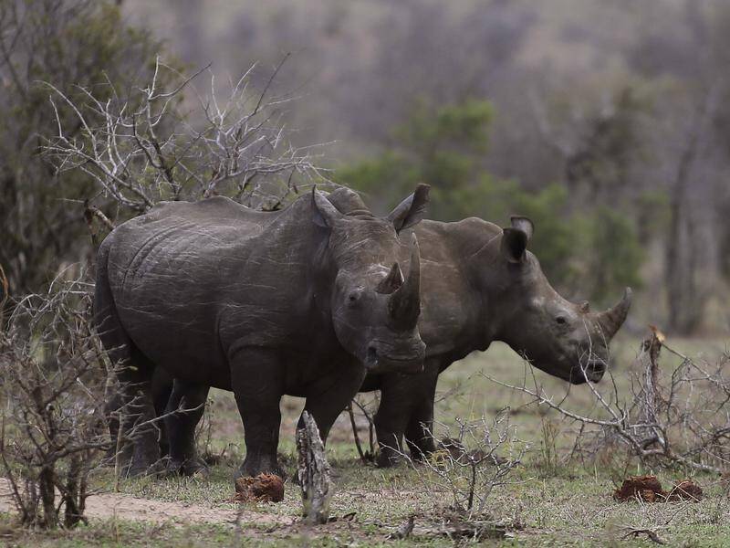 Almost 250 rhinos were killed by poachers in South Africa in the first six months of 2021.