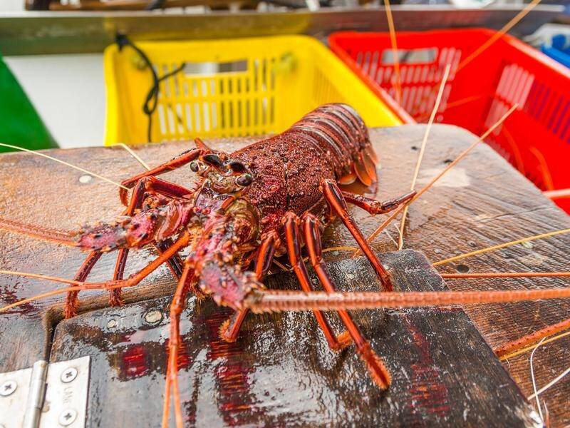 The Australian seafood industry has a plan to increase seafood exports to $2 billion by 2030. (MEDIANET IMAGES PHOTO)