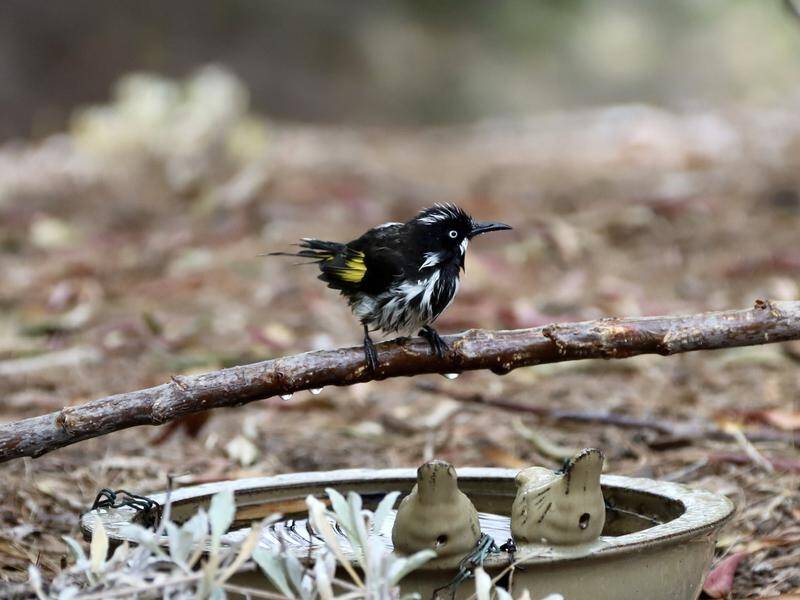 Native species like the New Holland honeyeater have been affected by southeast Australian bushfires.