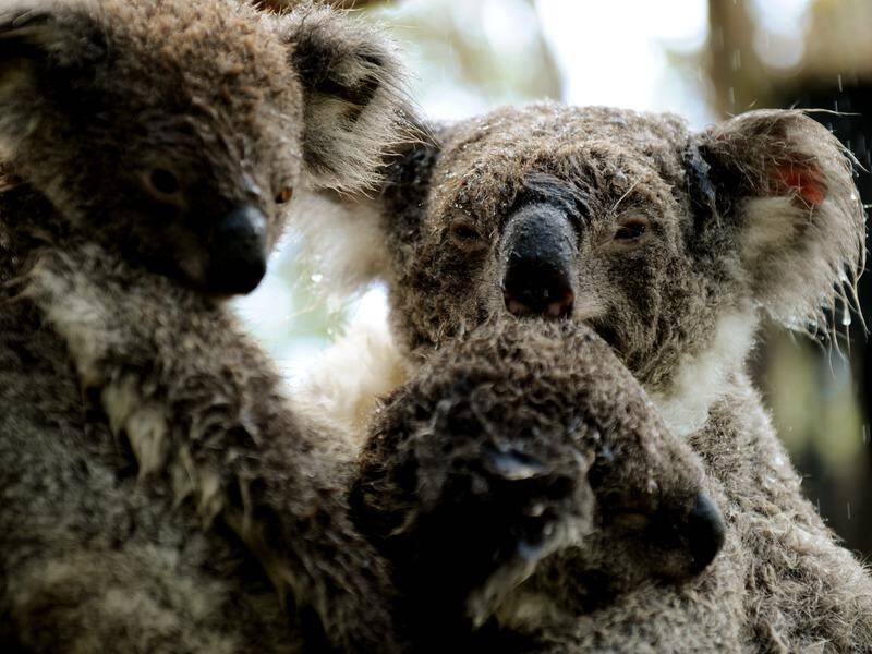 Drastic changes are needed to save dwindling koala populations in NSW, an inquiry has heard.